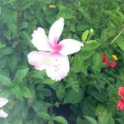 ヒメ日記 2025/08/16 07:45 投稿 森下りこ 恋する奥さん 西中島店