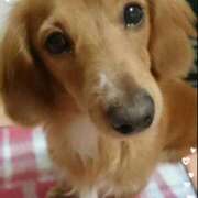 ヒメ日記 2025/09/26 17:39 投稿 森下りこ 恋する奥さん 西中島店