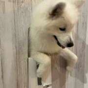 ろはん 恐怖😱 MAHARAJA(マハラジャ)千葉