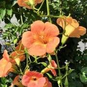 ヒメ日記 2025/07/12 12:40 投稿 ふみ 千葉人妻セレブリティ（ユメオト）