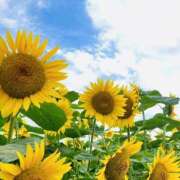 ヒメ日記 2025/07/13 13:28 投稿 ふみ 千葉人妻セレブリティ（ユメオト）