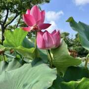 ヒメ日記 2025/07/21 10:03 投稿 ふみ 千葉人妻セレブリティ（ユメオト）