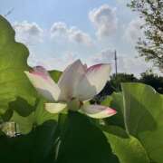 ヒメ日記 2025/07/21 22:14 投稿 ふみ 千葉人妻セレブリティ（ユメオト）