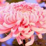 ヒメ日記 2025/09/09 18:46 投稿 ふみ 千葉人妻セレブリティ（ユメオト）