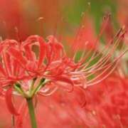 ヒメ日記 2025/09/24 11:43 投稿 ふみ 千葉人妻セレブリティ（ユメオト）