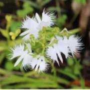 ヒメ日記 2025/09/30 18:14 投稿 ふみ 千葉人妻セレブリティ（ユメオト）