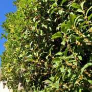 ヒメ日記 2025/10/18 07:10 投稿 ふみ 千葉人妻セレブリティ（ユメオト）