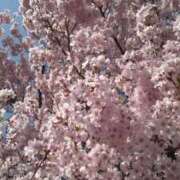 ヒメ日記 2026/04/01 18:26 投稿 ちさ ちゃんこ長野塩尻北IC店