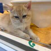 ヒメ日記 2025/11/20 17:50 投稿 なる 大阪はまちゃん日本橋店