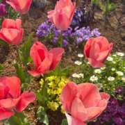 ヒメ日記 2026/03/30 23:47 投稿 らん ハピネス東京