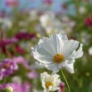 ヒメ日記 2025/10/27 23:01 投稿 七沢ななせ【特A】 PLAY