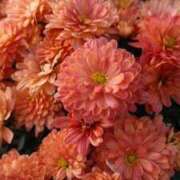 七沢ななせ【特A】 シフト追加のご相談💭 PLAY