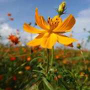 七沢ななせ【特A】 15日ネット予約できます✌️ PLAY