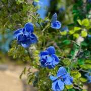 ヒメ日記 2025/08/06 12:00 投稿 水沢のあ PLAY