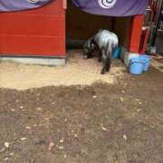 ヒメ日記 2025/12/22 04:56 投稿 赤井いちご PLAY