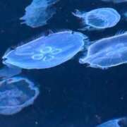 なぎさ 昨日はありがとう? 池袋コスプレサンシャイン（シンデレラグループ）