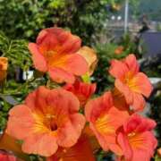 ヒメ日記 2025/08/20 10:07 投稿 ゆうき 佐賀人妻デリヘル 「デリ夫人」