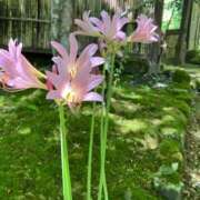 ヒメ日記 2025/09/09 08:51 投稿 ゆうき 佐賀人妻デリヘル 「デリ夫人」