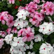 ヒメ日記 2025/09/27 09:24 投稿 ゆうき 佐賀人妻デリヘル 「デリ夫人」