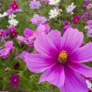 ヒメ日記 2025/10/02 10:59 投稿 ゆうき 佐賀人妻デリヘル 「デリ夫人」