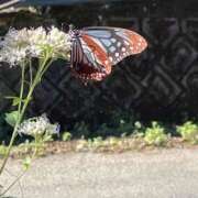 ヒメ日記 2025/10/29 16:24 投稿 ゆうき 佐賀人妻デリヘル 「デリ夫人」
