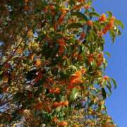 ヒメ日記 2025/11/06 08:47 投稿 ゆうき 佐賀人妻デリヘル 「デリ夫人」