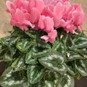 ヒメ日記 2025/12/09 06:50 投稿 ゆうき 佐賀人妻デリヘル 「デリ夫人」