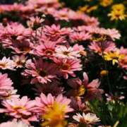 ヒメ日記 2026/02/16 11:45 投稿 ゆうき 佐賀人妻デリヘル 「デリ夫人」