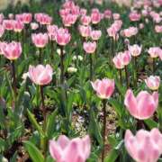 ヒメ日記 2026/02/20 12:50 投稿 ゆうき 佐賀人妻デリヘル 「デリ夫人」