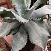 ヒメ日記 2026/03/08 18:33 投稿 ゆうき 佐賀人妻デリヘル 「デリ夫人」