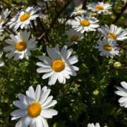 ヒメ日記 2026/03/11 12:22 投稿 ゆうき 佐賀人妻デリヘル 「デリ夫人」