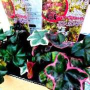 ヒメ日記 2026/03/15 13:56 投稿 ゆうき 佐賀人妻デリヘル 「デリ夫人」