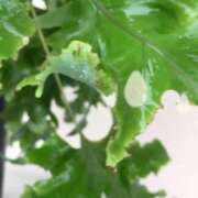 ヒメ日記 2026/06/19 08:13 投稿 ゆうき 佐賀人妻デリヘル 「デリ夫人」