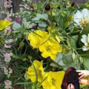 ヒメ日記 2026/07/31 08:38 投稿 ゆうき 佐賀人妻デリヘル 「デリ夫人」