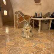 ヒメ日記 2026/02/16 11:42 投稿 涼宮なな 渋谷ガーデン