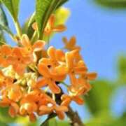 ヒメ日記 2025/10/06 10:17 投稿 もみじ 船橋桃色の妻たち