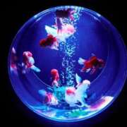 ヒメ日記 2025/10/20 16:19 投稿 もみじ 船橋桃色の妻たち