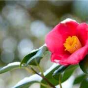 ヒメ日記 2025/12/11 11:49 投稿 もみじ 船橋桃色の妻たち