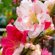 ヒメ日記 2026/03/12 17:36 投稿 もみじ 船橋桃色の妻たち