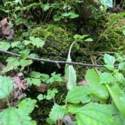 ヒメ日記 2025/10/03 11:49 投稿 ROBIN TALL