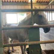 ヒメ日記 2025/10/27 11:29 投稿 ROBIN TALL