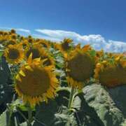 ヒメ日記 2025/07/29 11:46 投稿 きい sakura