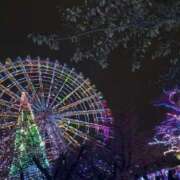 きい 今日います！ sakura