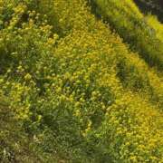 きい お久しぶりです sakura