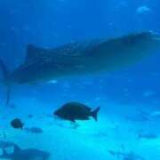 ヒメ日記 2025/07/27 19:20 投稿 かいり 京都出張メンズエステChou Chou（シュシュ)