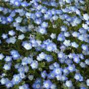 ヒメ日記 2025/08/26 20:40 投稿 かいり 京都出張メンズエステChou Chou（シュシュ)