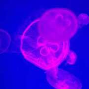 ヒメ日記 2025/08/08 13:16 投稿 せな THE ESUTE HOUSE 柴田