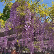 ヒメ日記 2026/04/23 07:30 投稿 ゆの 奥鉄オクテツ東京店（デリヘル市場）