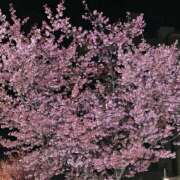 ヒメ日記 2026/03/08 17:44 投稿 ありす アート姫