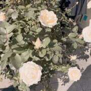 ヒメ日記 2025/11/30 12:08 投稿 あんな ハニープラザ（ユメオト）